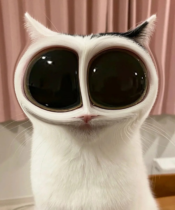 Meme trợn mắt 13