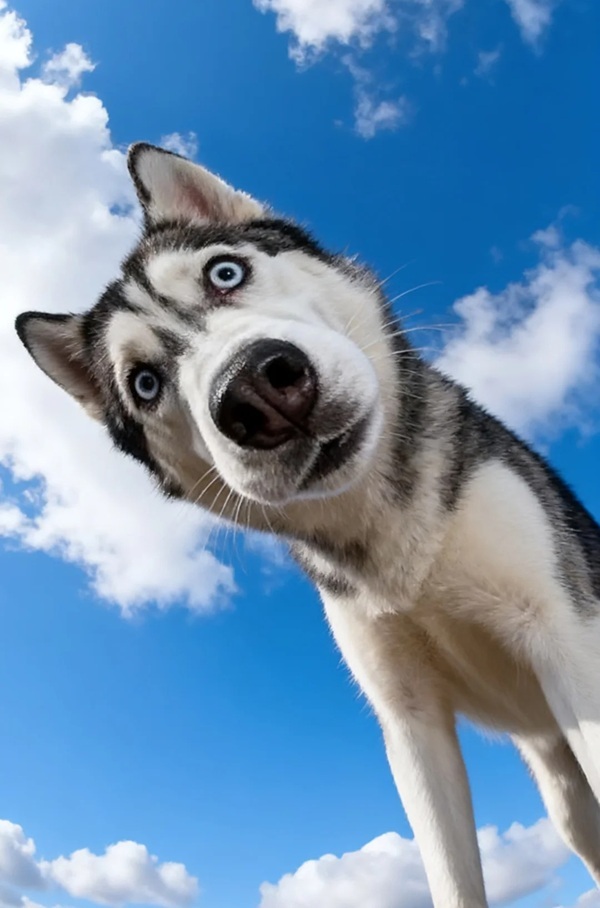 Meme trợn mắt 19