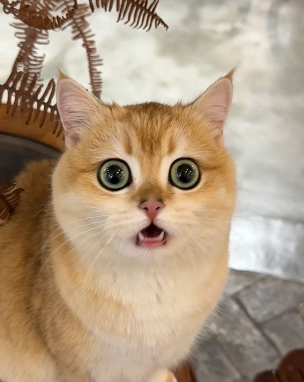 Meme trợn mắt 22