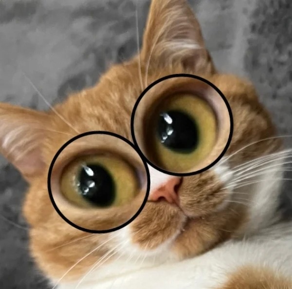 Meme trợn mắt 24