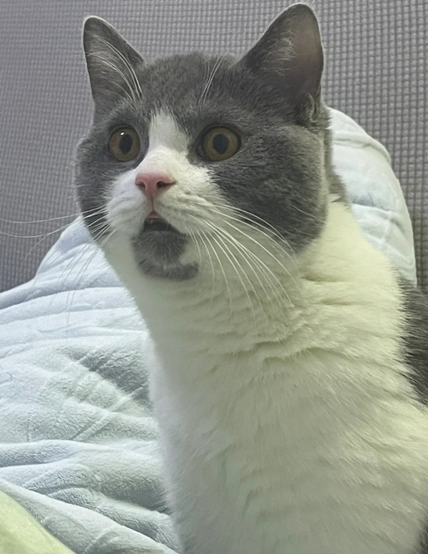 Meme trợn mắt 27