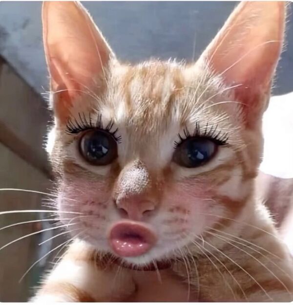 Meme trợn mắt 37